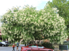 Load image into Gallery viewer, Japanese Pagoda Tree Sophora japonica 20 Seeds