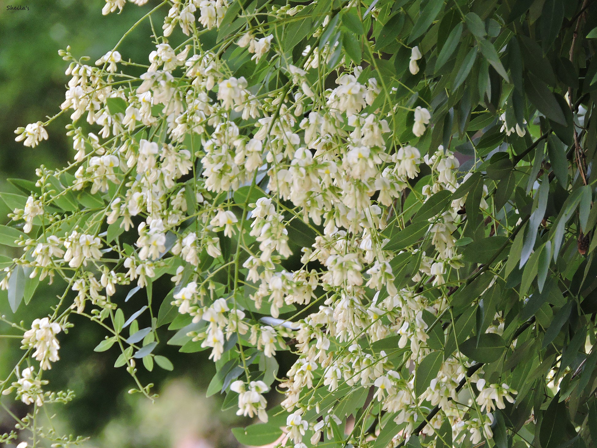 pagoda flower seeds Japanese Pagoda Tree Sophora japonica 20 Seeds – R&B Floridaseeds