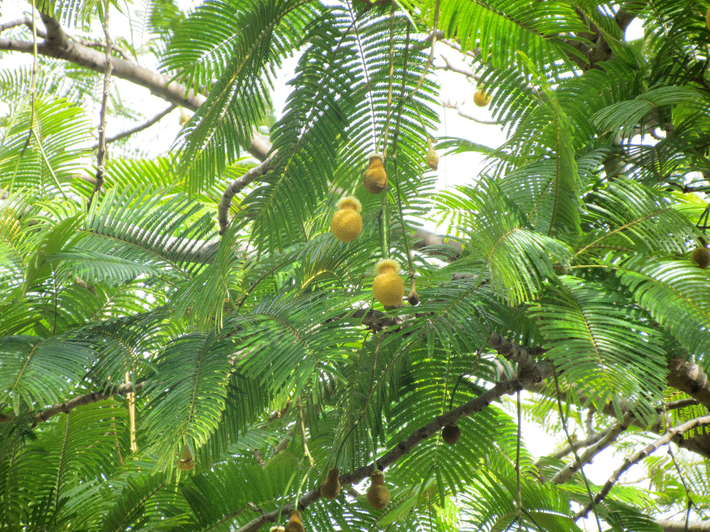 Tree Bean   5 Seeds   Parkia timoriana