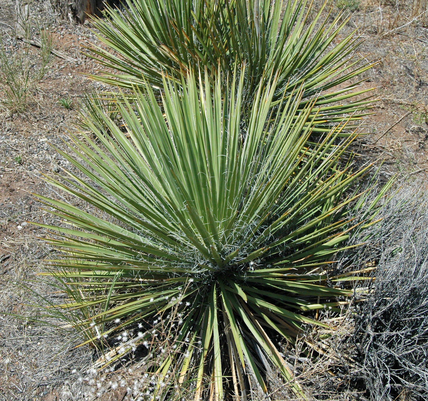 Soapweed Yucca Great Plains Yucca Yucca glauca 20 Seeds