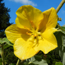 Load image into Gallery viewer, California Flannelbush  Fremontodendron californicum  10 Seeds