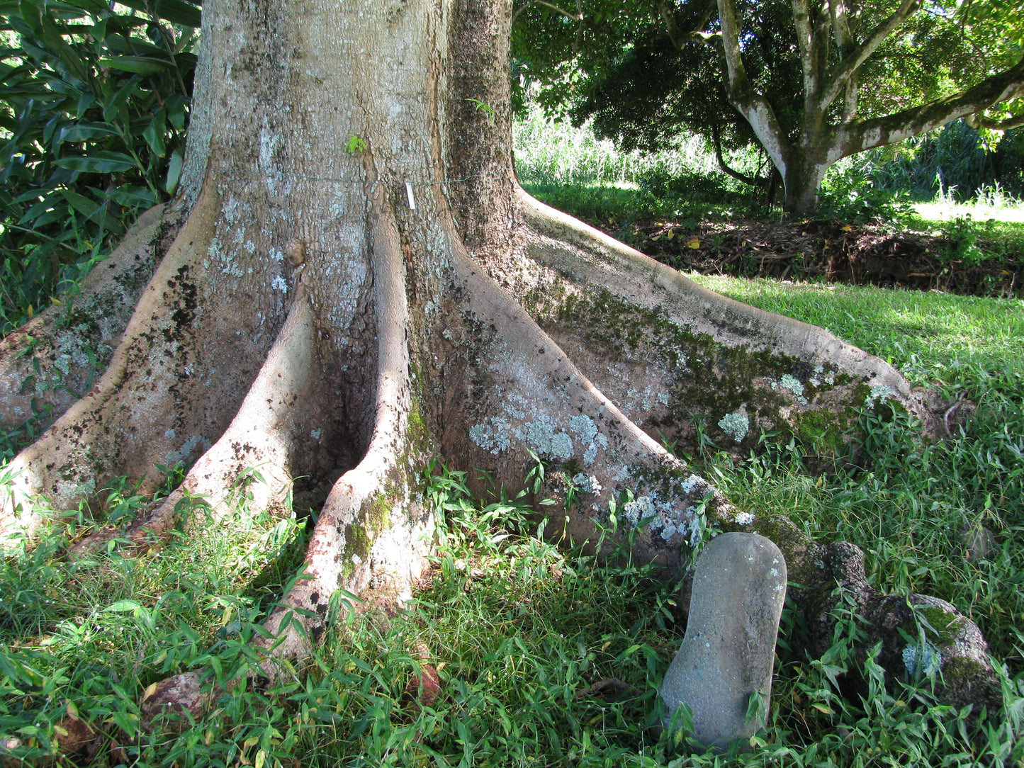 Tree Bean   5 Seeds   Parkia timoriana
