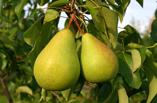 European Pear Pyrus communis 100 Seeds  USA Company