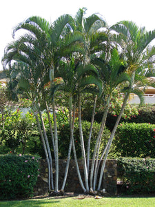 Areca Palm Butterfly Palm Chrysalidocarpus lutescens 20 Seeds