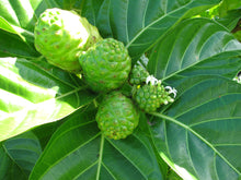 Load image into Gallery viewer, Indian Mulberry Noni Morinda citrifolia 20 Seeds