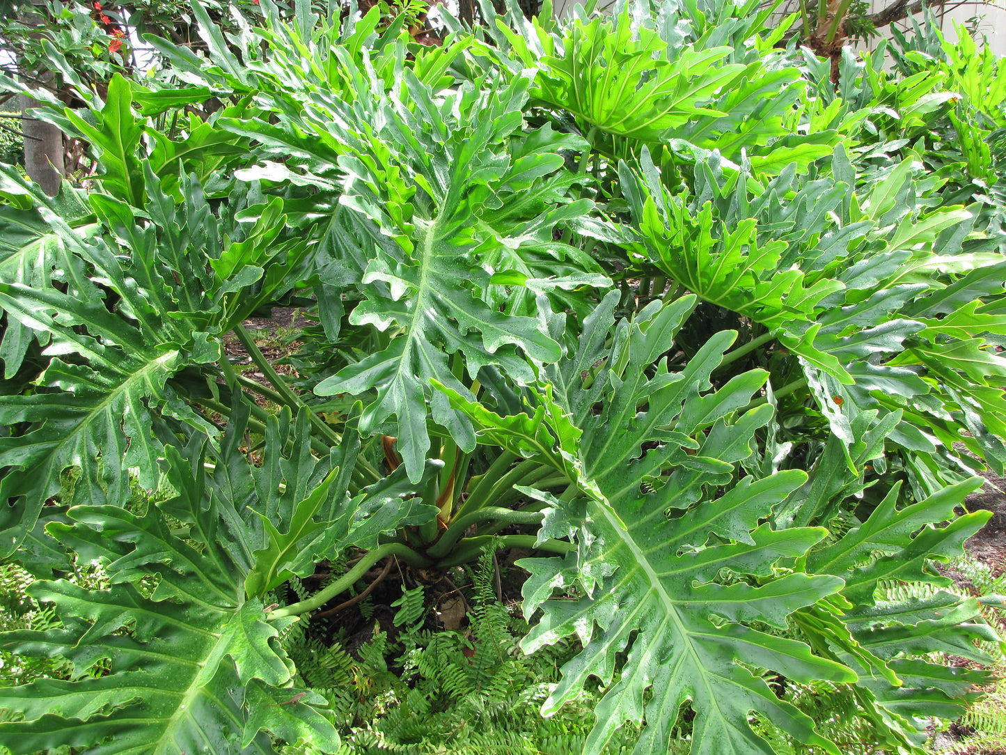 growing philodendron selloum from seed Tree Philodendron Philodendron selloum 100 Seeds – R&B Floridaseeds