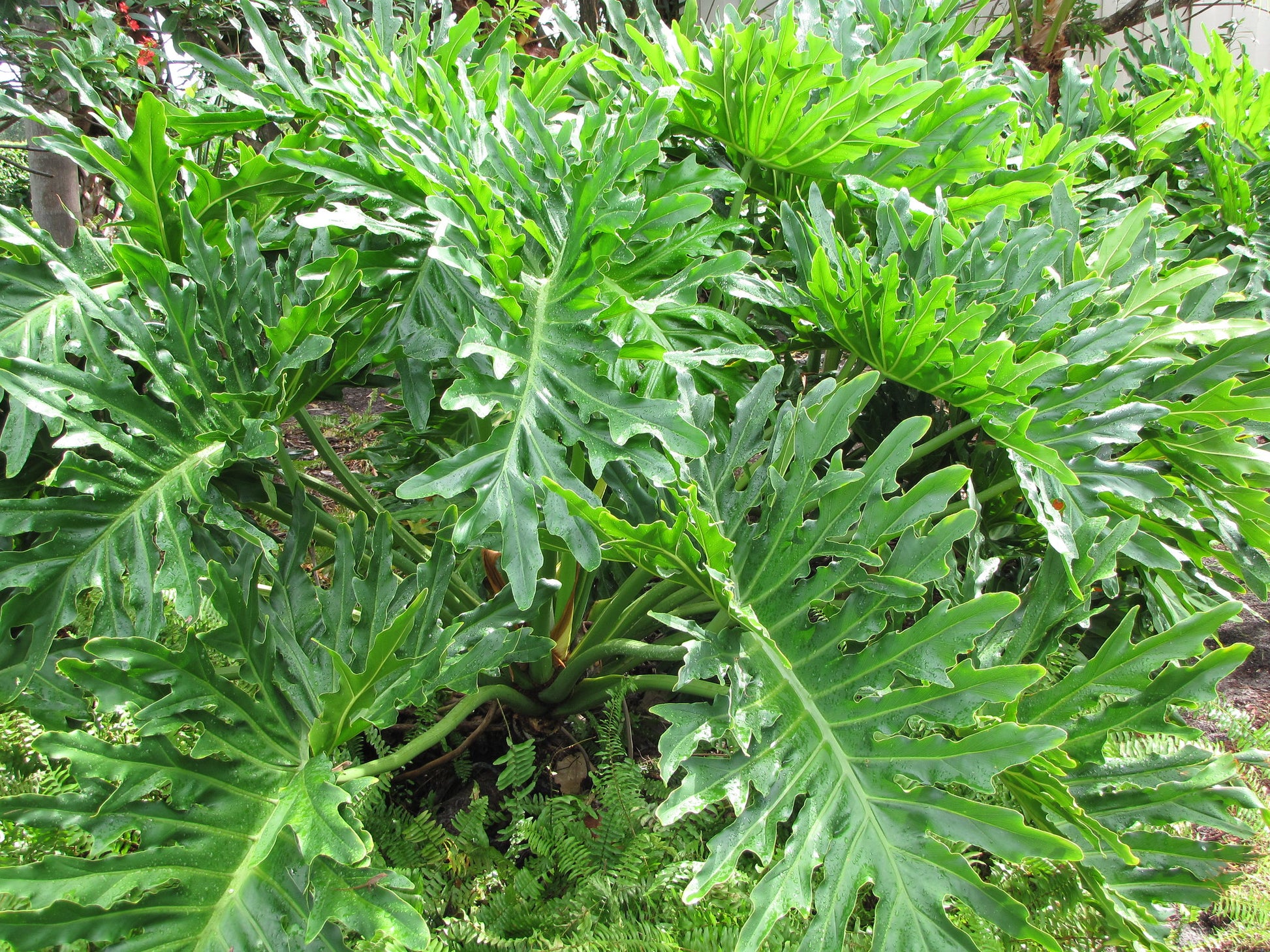 selloum philodendron size Tree Philodendron Philodendron selloum 100 Seeds – R&B Floridaseeds