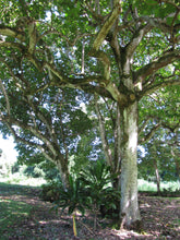 Load image into Gallery viewer, Snapdragon Tree  Gmelia arborea  10 Seeds