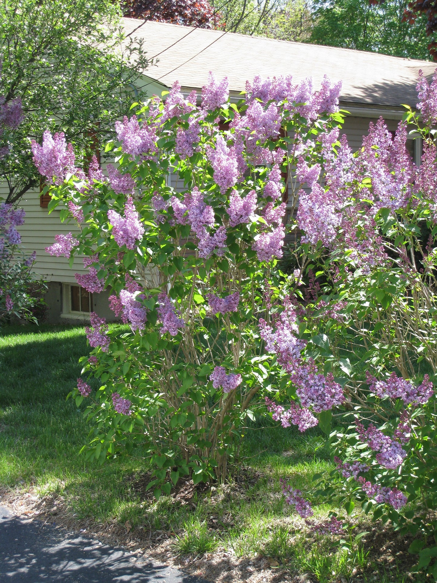 Lilac Syrina vulgaris 20 Seeds   USA Company