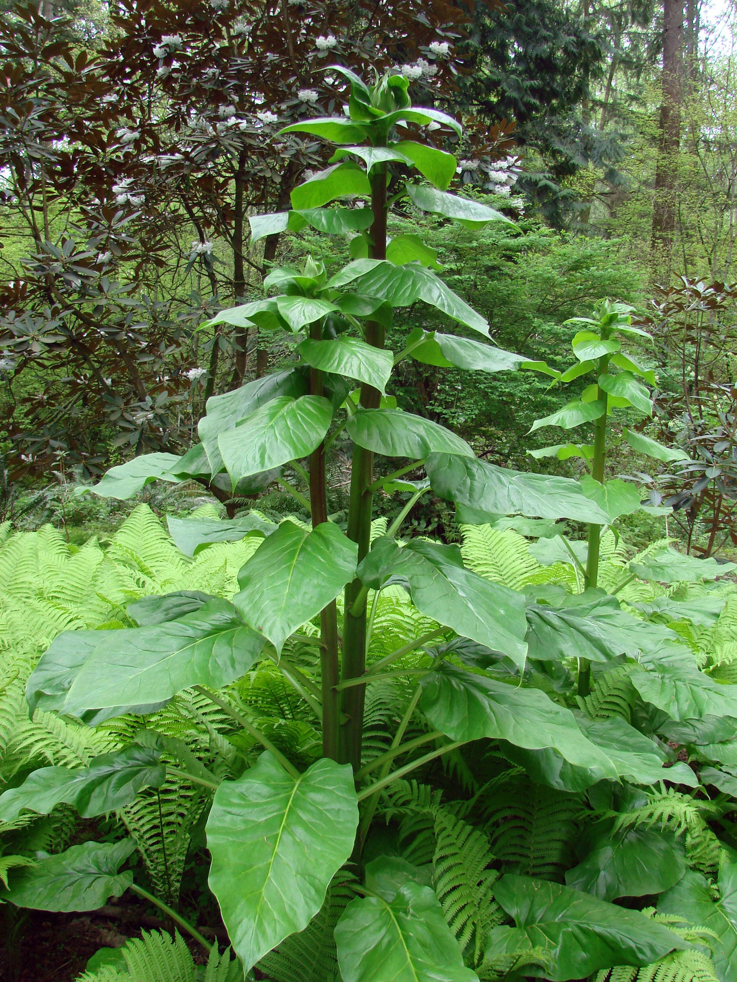 Giant Himalayan Lily Cardiocrinum giganteum 30 Seeds  USA Company