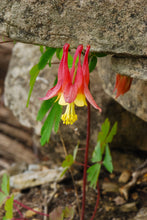 Load image into Gallery viewer, Wild Columbine Eastern Red Columbine Aquilegia canadensis 100 Seeds