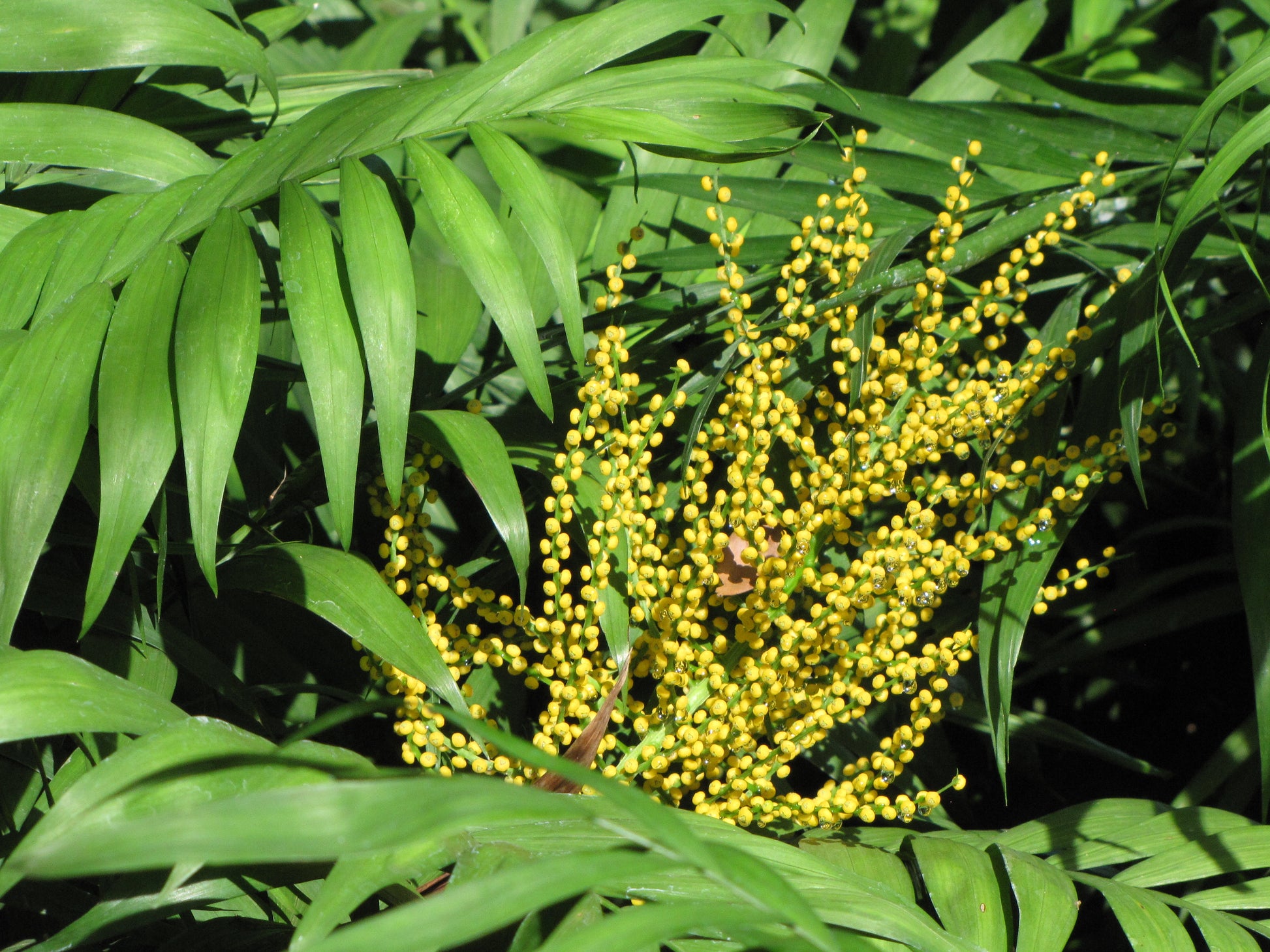 parlor palm seeds for sale Parlor Palm 20 Seeds Chamaedorea elegans – R&B Floridaseeds
