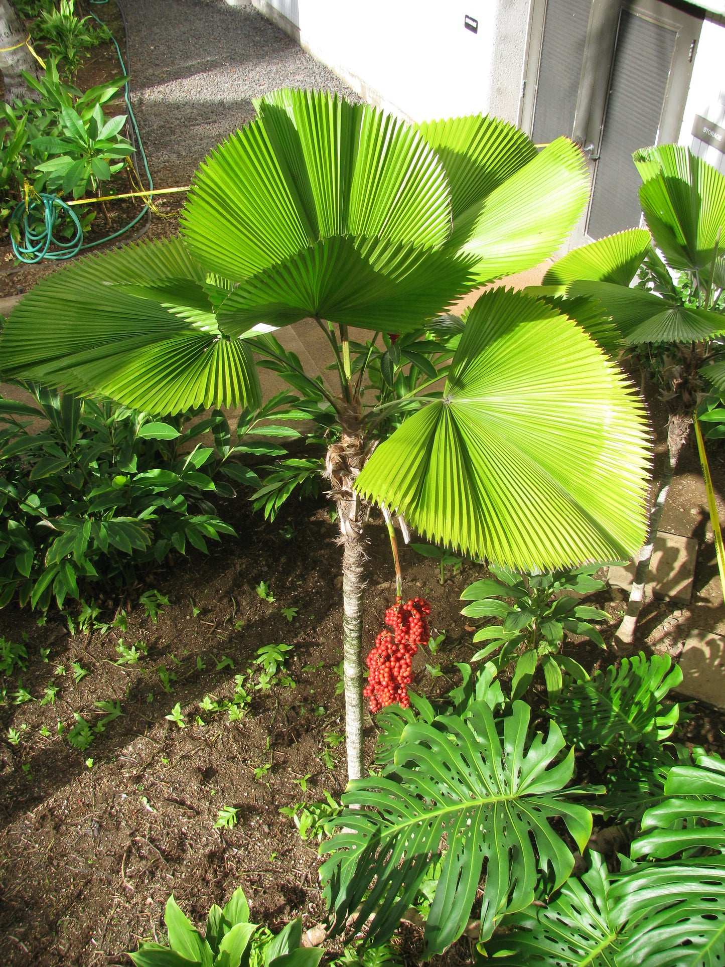 Ruffled Fan Palm Licuala grandis 10 Seeds  USA Company