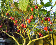 Load image into Gallery viewer, Tamarillo Tree Tomato Cyphomandra betacea 20 Seeds