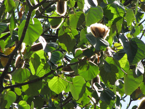 Balsa Tree  Ochroma pyramidale  20 Seeds