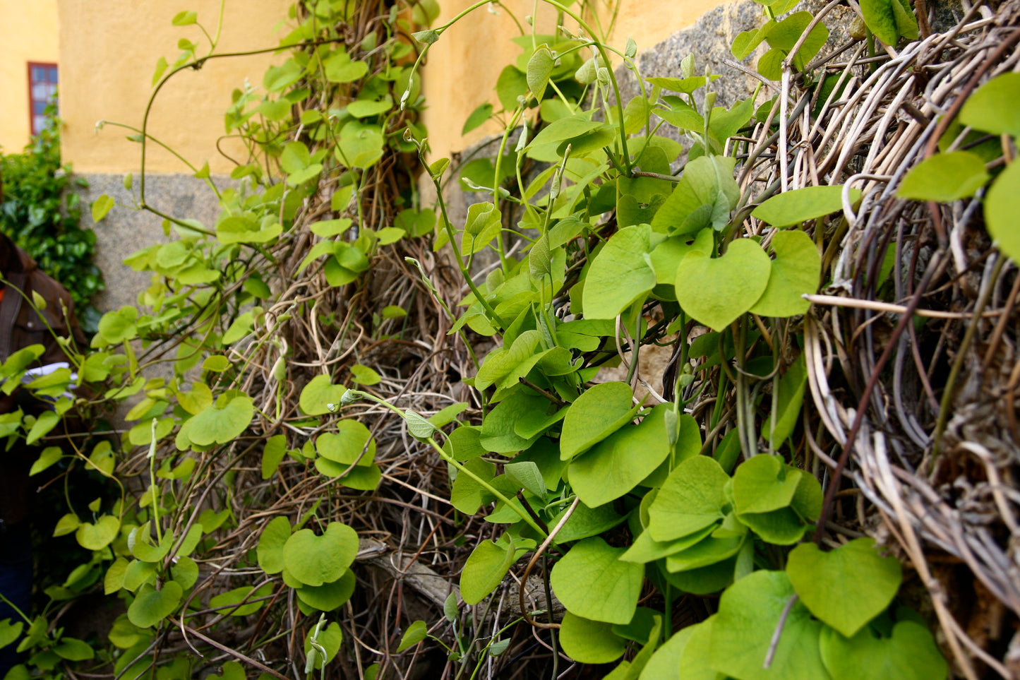 Manchurian Dutchman's Pipe Aristolochia Manchuriensis 200 Seeds   USA Company