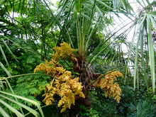 Load image into Gallery viewer, Windmill Palm  Trachycarpus fortunii  20 Seeds