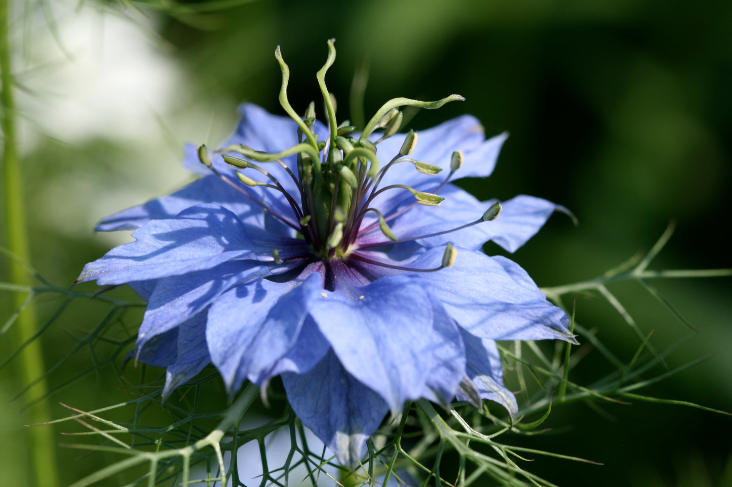 Black Cumin  100 Seeds  Nigella sativa