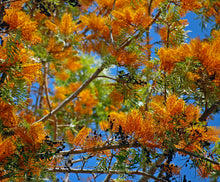 Load image into Gallery viewer, Silk Oak Grevillea robusta 50 Seeds