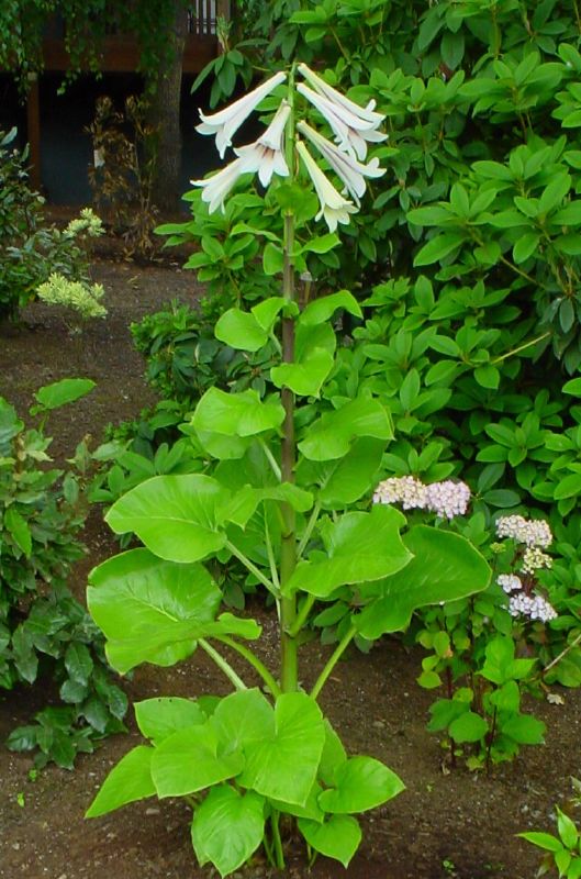 Giant Himalayan Lily Cardiocrinum giganteum 30 Seeds  USA Company