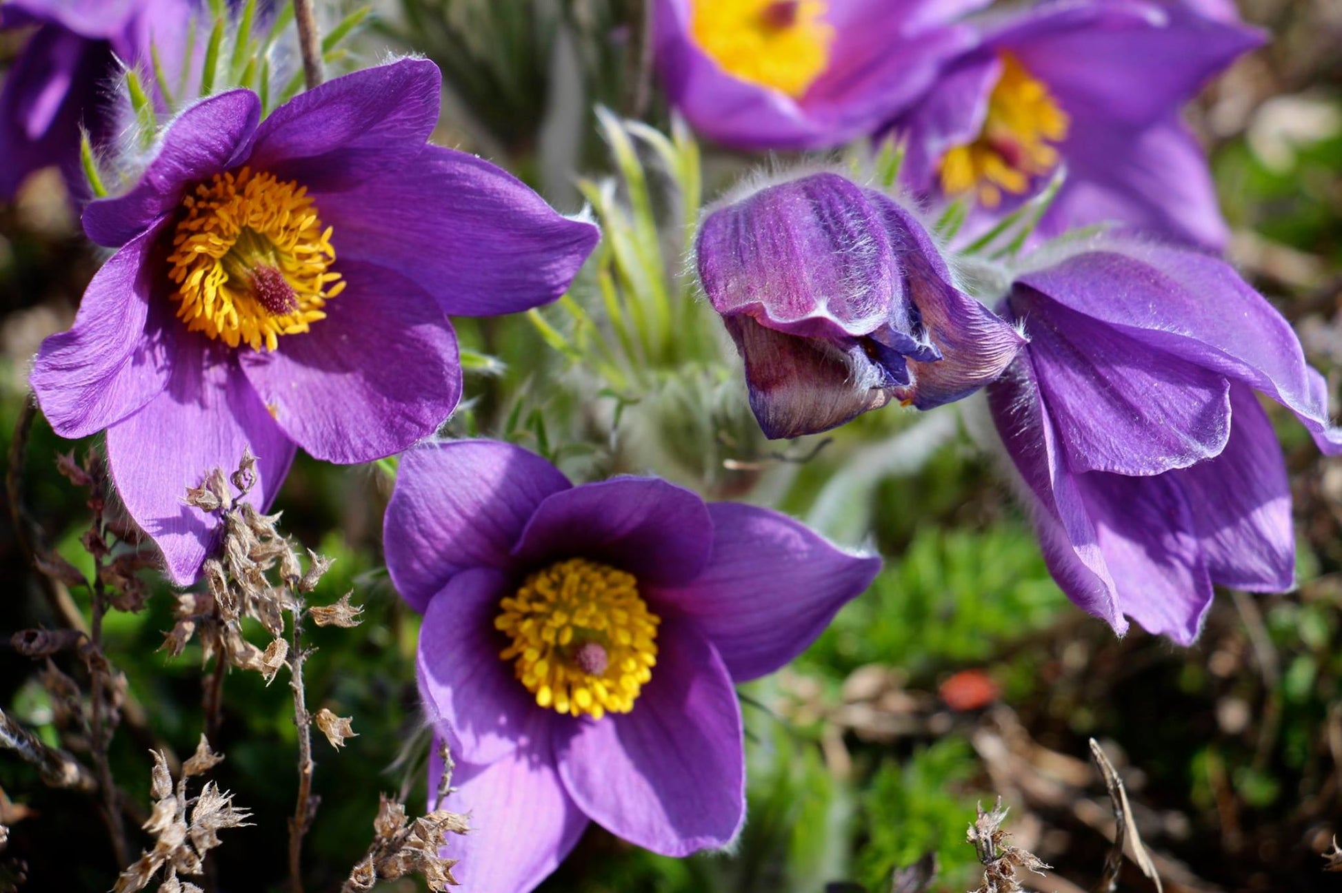 pasque flower from seed Pasque Flower 100 Seeds Pulsatilla vulgaris – R&B Floridaseeds