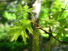 Load image into Gallery viewer, Black Oak Quercus velutina 10 Seeds
