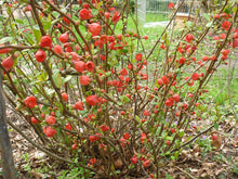 Load image into Gallery viewer, Japanese Quince Chaenomeles japonica 20 Seeds