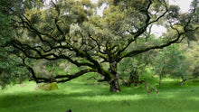 Load image into Gallery viewer, Coast Live Oak Quercus agrifolia 10 Seeds