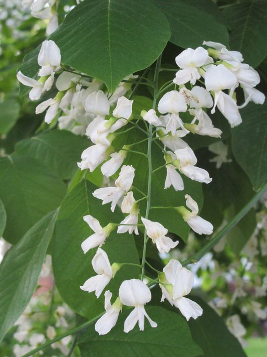 Yellowwood Cladrastis kentuckea 100 Seeds  USA Company