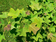 Load image into Gallery viewer, Chinese Tulip Tree Liriodendron chinense 20 Seeds