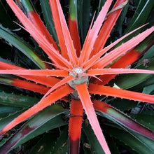 Load image into Gallery viewer, Wild Pineapple Heart of Flame Bromelia pinguin 10 Seeds