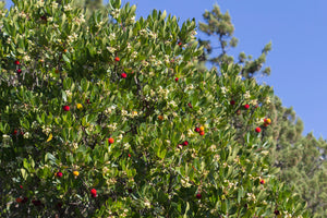 Strawberry Tree Arbutus unedo 20 Seeds
