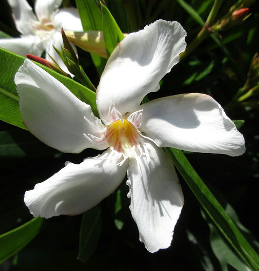 White Oleander Nerium oleander 20 Seeds  USA Company