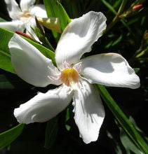 Load image into Gallery viewer, White Oleander   Nerium oleander   20 Seeds