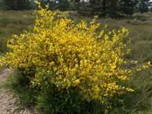 Load image into Gallery viewer, Scotch Broom Cytisus scoparius 20 Seeds