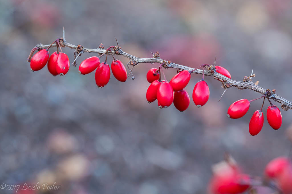 Purple Barberry   10 Seeds   Berberis thunbergii