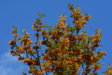 Load image into Gallery viewer, Silk Oak Grevillea robusta 50 Seeds
