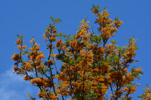 Silk Oak Grevillea robusta 50 Seeds