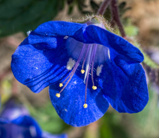 California Bluebell Phacelia campanularia 1000 Seeds  USA Company