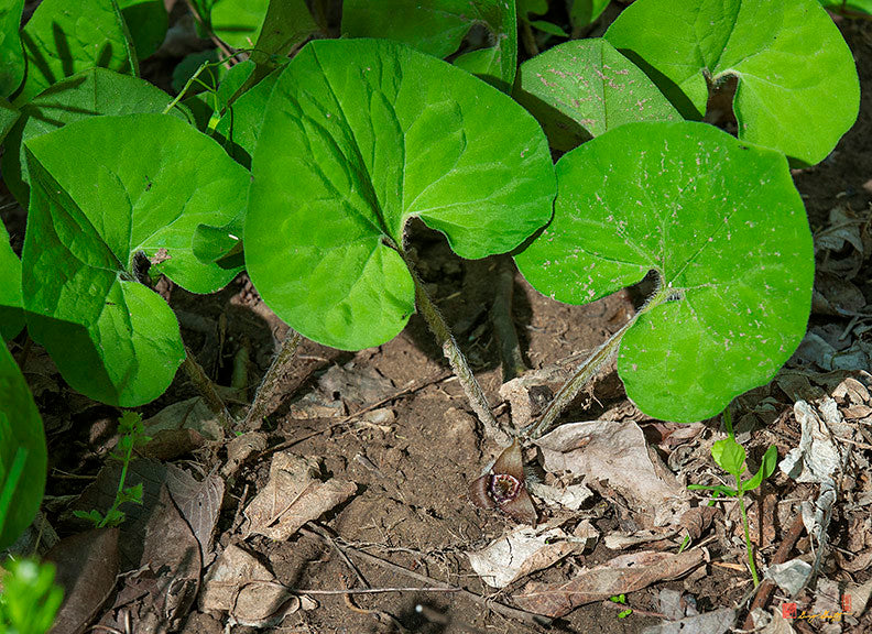 100 Wild Ginger Plants Bare Roots Asarum Canadense shop Organic Planting Stock Perennial