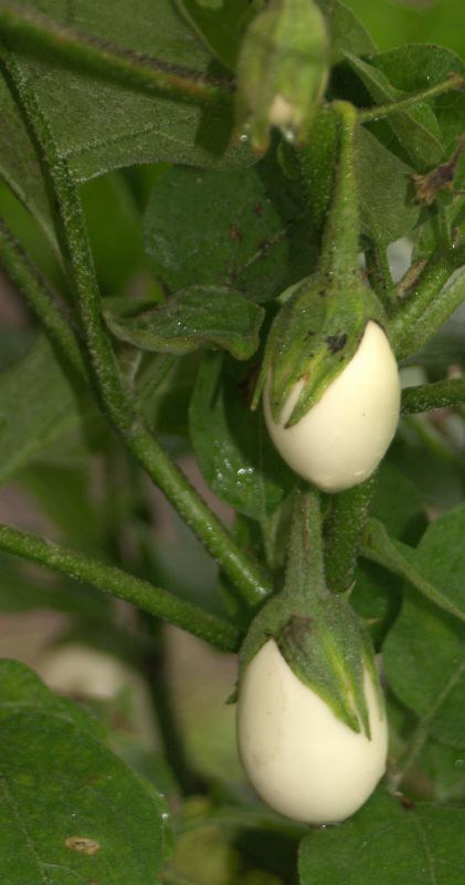Ornamental Eggplant Solanum melongena 50 Seeds