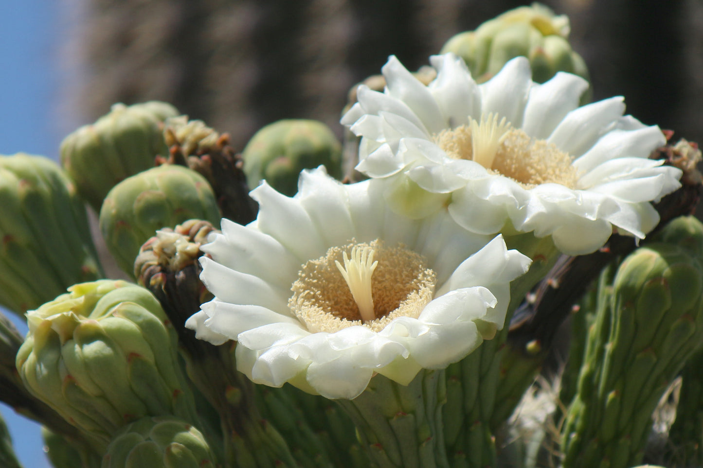 Saguaro Cactus Carnegiea gigantea 30 Seeds