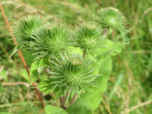 Load image into Gallery viewer, Greater Burdock Arctium lappa 50 Seeds