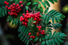 Load image into Gallery viewer, American Mountain Ash Sorbus americana 20 Seeds