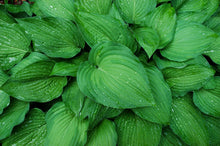 Load image into Gallery viewer, Blue Plantain Lily Hosta ventricosta 30 Seeds