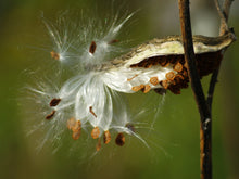 Load image into Gallery viewer, Common Milkweed Asclepias syriaca 20 Seeds