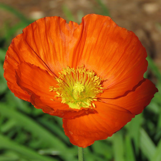Iceland Poppy  100 Seeds  Papaver nudicaule
