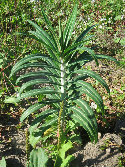 Caper Spurge  10 Seeds  Euphorbia lathyris