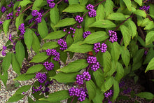Load image into Gallery viewer, Purple Beautyberry Callicarpa dichotoma 20 Seeds