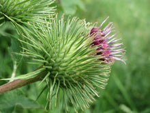 Load image into Gallery viewer, Greater Burdock Arctium lappa 50 Seeds